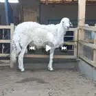فحل حري كفووو