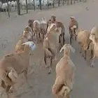 15 رخال رفد حمر