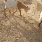 تيوس قزم أمريكي للبيع