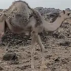 قعدان وبكار للبيع