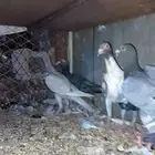 بغداديات