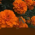كتب واجهزة