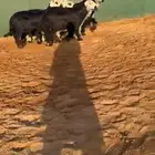 رخال نجد دغم تم البيع