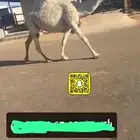 للبيع ناقه لقحه طيبه ملاقي علي جميع الشروط