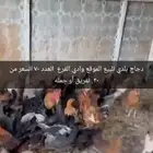 دجاج بلدي للبيع