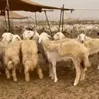 رخال جدعات طيبه عددها 23راس