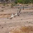 وز عراقي