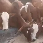 للبيع 2 ذكور 8 إناث