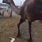 صفرا مبيوع ولدها ب 3700