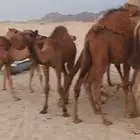 نياق سواحل 15 متن من 7500