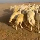غنم حريات جنب دفيع عددها 54 بالفحل