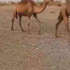 5 نياق حمر من 3500