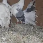 زوج هزاز..حقل