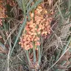نخيل مثمره للبيع