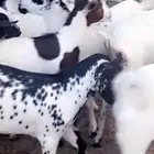 تيوس مناسبات