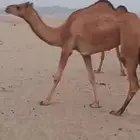 4 بكار خوات اغفال من 5500 تم البيع