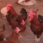دجاج لوهمان اصلي احمر وابيض بيور