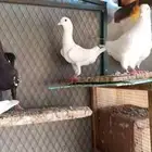 كنج حمام مالتيز