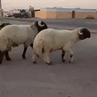 فحول طيبه فاخر ه لون طرف العدد6 راس للبيع