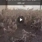 صوص بلدي للبيع