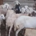 معزه وضان العدد 21