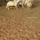 غنم حريات صنف تم البيع