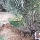 نخيل مثمره بكل انواعها وتوصيل