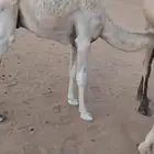 قعود مغلق