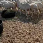 ضأن حرية للبيع