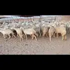 ضان حريه مراح واحد اخوات بعض