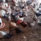 دجاج بلدي للبيع