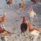 ديوك بلدي للبيع