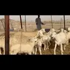 غنم حريات رخال خلفات