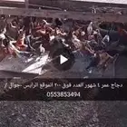 دجاج بلدي للبيع