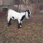 البيع تيس طيبه
