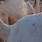 قعود فل شحم