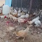 دجاج بلدي للبيع