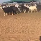 غنم نجد صنف تم البيع