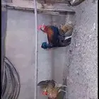 دجاج بلدي ترثه