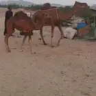 خلفه منيحه ب 9500