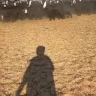 معزا عوارض. تم البيع