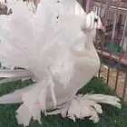 زوج رقاص هندي