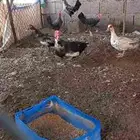 بط بح
