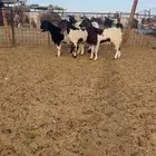 جفرات مصريات