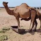 ناقه ساحليه حمراء خلفاء تحتها بكره