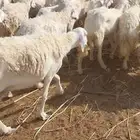 غنم حريات