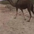 ناقه مبيوع ولدها ب 3500