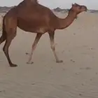 بكره كفو فرديه تم البيع