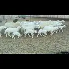 غنم حريات خالفات