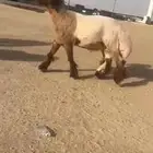 ثني طيب فاخر لون إجبار طرف كسره راس للبيع